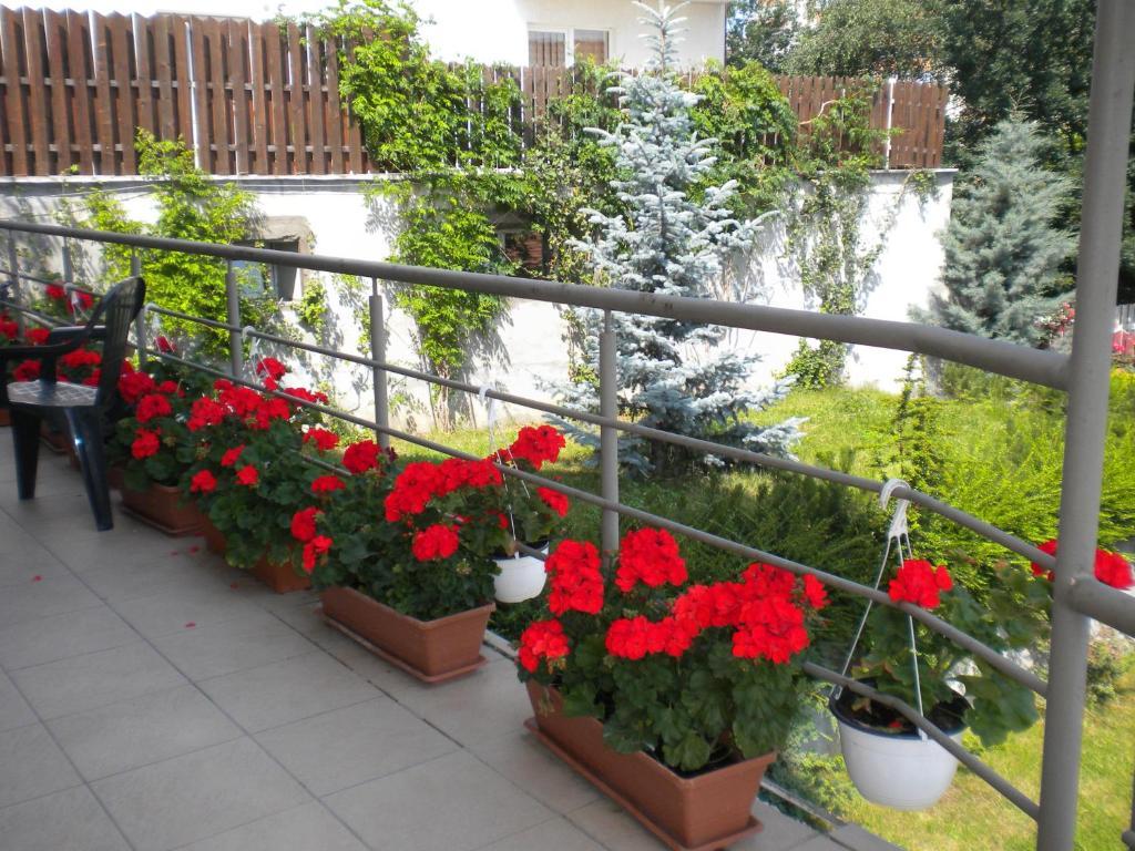 Pension Cluj Exteriér fotografie